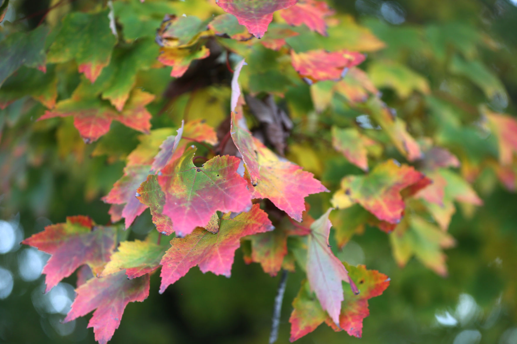 102519_nws_fallfoliage